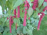 Amaranthus caudatus 'Love lies bleeding'_3 